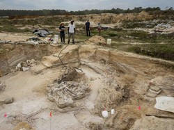 Peneliti Temukan Kuburan Gajah Purba Berusia 5,5 Juta Tahun di Florida