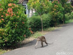 Warga Resah, Ratusan Monyet Turun ke Permukiman di Banyumas
