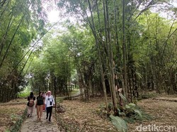 Menikmati Sejuknya Hamparan Kebun Bambu di Baturraden