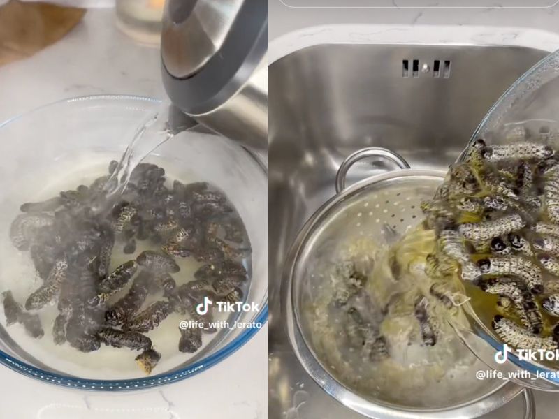 Unik! Ulat Mopani Goreng Jadi Santapan Masyarakat Afrika Selatan