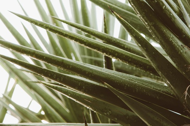 Aloe vera / Foto: pexels.com/Roman Odintsov