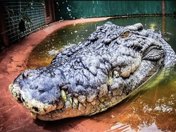 Ada Buaya Terbesar Dunia Berusia 120 Tahun, Ini Tampaknya