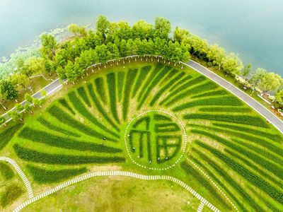 Cantik! Ladang Bunga Lili di China Berbentuk Aksara Tionghoa