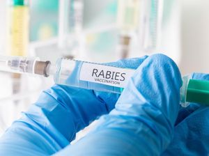 Rabies Ancam 10 Desa di Sikka, 17 Warga Terinfeksi Rabies Ancam 10 Desa di Sikka, 17 Warga Terinfeksi