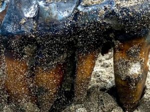 Lagi Asyik Jalan di Pantai California, eh Ketemu Gigi Mastodon Purba