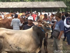 Kenaikan Harga Sapi di Purwakarta Tembus Rp 3 Juta