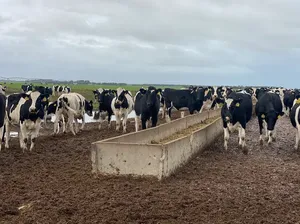 Selain Rumput, Sapi Perah di Australia Diberi Pakan Permen dan Cokelat