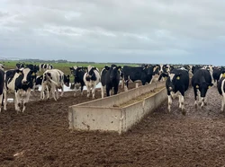 Selain Rumput, Sapi Perah di Australia Diberi Pakan Permen dan Cokelat