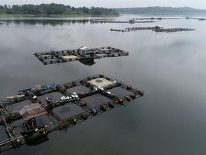 PLTS Apung 100 MW Bakal Dibangun di Waduk Kedung Ombo Boyolali PLTS Apung 100 MW Bakal Dibangun di Waduk Kedung Ombo Boyolali