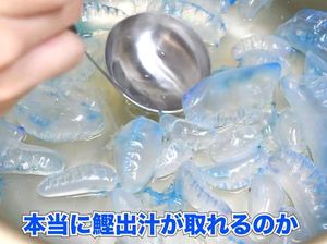 Menantang Maut, Youtuber Jepang Makan Ubur-ubur Beracun Demi Konten