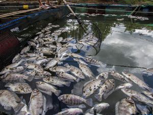 11 Ton Lebih Ikan Mati Mendadak di Bendungan Karang Intan