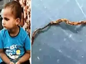 Tewasnya Ular Akibat Gigitan Bocah 3 Tahun