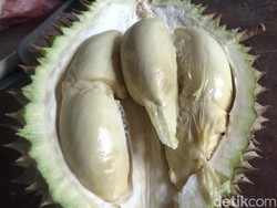Durian Gencono Khas Semeru Rasanya Manis, Pahit dan Legit Diburu Penggemar