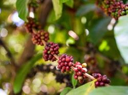 5 Fakta Biji Kopi Excelsa yang Pekat dan Kaya Rasa