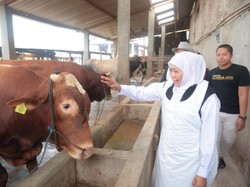 Gubernur Khofifah Pastikan Hewan Kurban asal Jatim Sudah Tervaksin PMK-LSD