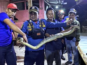 Warga Resah Kucing dan Ternak Lenyap Misterius di Sukabumi, Ternyata...