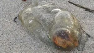 Makhluk Super Aneh di Pantai Australia, Apaan Nih?