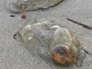Makhluk Mirip Alien Terdampar di Pantai Tasmania, Ternyata... Makhluk Mirip Alien Terdampar di Pantai Tasmania, Ternyata...