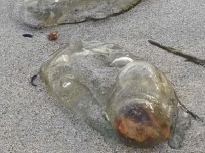 Makhluk Super Aneh di Pantai Australia, Apaan Nih?