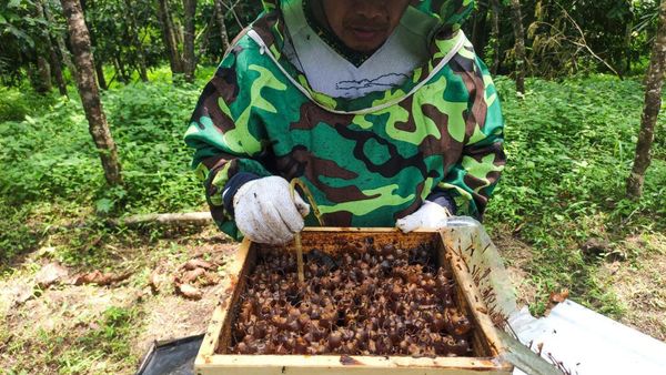 Melihat Budidaya Lebah Trigona di Lahan Reklamasi