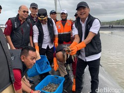 Trenggono Panen Udang 14 Ton di Tambak Modern Terbesar se-RI, Segini Nilainya