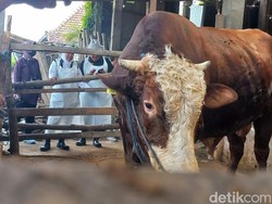Niat Qurban untuk Diri Sendiri, Dilengkapi Doa ketika Menyembelih