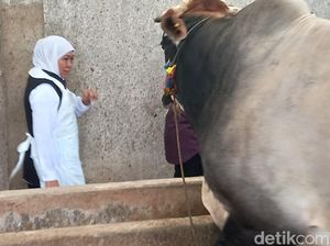 Khofifah Pastikan Stok Hewan Kurban Jatim Aman di Tengah Wabah PMK Khofifah Pastikan Stok Hewan Kurban Jatim Aman di Tengah Wabah PMK