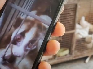 Perdagangan Satwa Ilegal di Pasar Satria, Induk Kera Dibunuh-Bayi Diambil