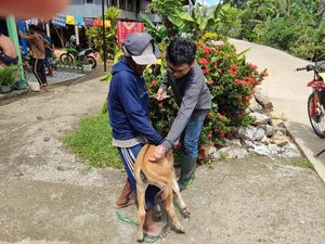 16 Sapi Mati Mendadak di Barru gegara Terserang Jembrana-Keracunan