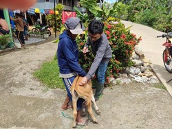 16 Sapi Mati Mendadak di Barru gegara Terserang Jembrana-Keracunan