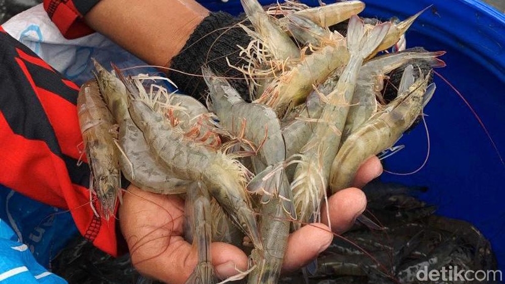 Udang RI Lolos dari Jeratan FDA, Apa yang Terjadi?