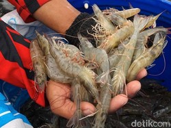 Cikande Banten Terpapar Radioaktif, Udang RI Dikembalikan AS Aman Dikonsumsi