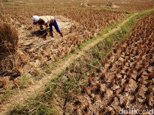 Studi Sebut Musim Panas 2023 Paling Menyala Dalam 2.000 Tahun Terakhir