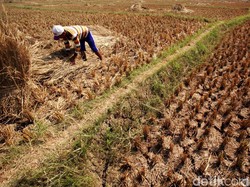 Studi Sebut Musim Panas 2023 Paling Menyala Dalam 2.000 Tahun Terakhir
