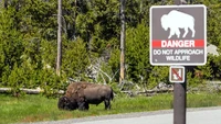 Diseruduk Bison Hingga Terlempar 2 Meter di Udara, Turis Terluka Parah