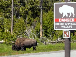 Bison Ngamuk Seruduk Nenek 83 Tahun