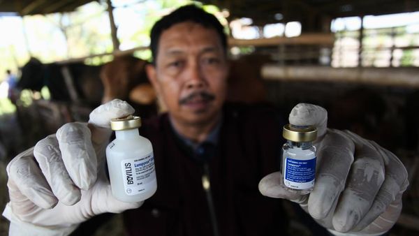 Jelang Idul Adha, Hewan Ternak di Surabaya Disuntik Vaksin LSD dan PMK