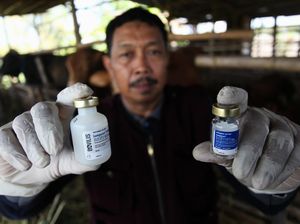 Jelang Idul Adha, Hewan Ternak di Surabaya Disuntik Vaksin LSD dan PMK Jelang Idul Adha, Hewan Ternak di Surabaya Disuntik Vaksin LSD dan PMK