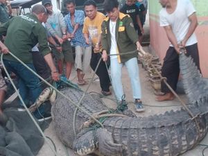 BKSDA Gorontalo Evakuasi 3 Buaya di Hutan Mangrove, Warga Diimbau Waspada