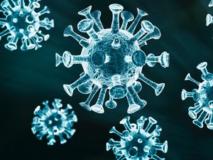 Virus Mematikan Serang Isreal, Puluhan Orang Meninggal Virus Mematikan Serang Isreal, Puluhan Orang Meninggal