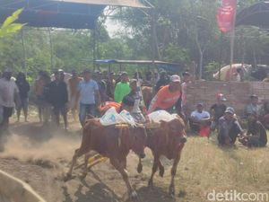 Bocah-bocah Probolinggo Joki Bayaran Penantang Maut di Arena Karapan Sapi