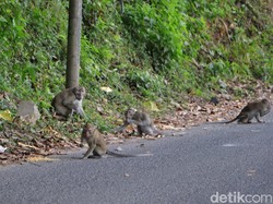 Fenomena Kawanan Monyet Turun Gunung ke Telaga Ngebel Ponorogo