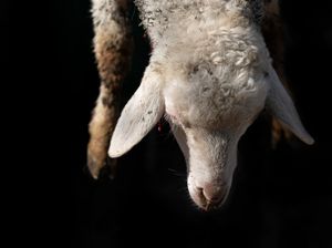 Kriteria Hewan Kurban yang Harus Diperhatikan Sebelum Idul Adha Kriteria Hewan Kurban yang Harus Diperhatikan Sebelum Idul Adha