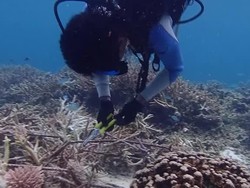 Pemburu Ikan Ilegal di Selat Makassar Kini Lestarikan Terumbu Karang
