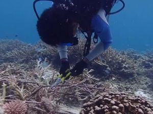 Pemburu Ikan Ilegal di Selat Makassar Kini Lestarikan Terumbu Karang Pemburu Ikan Ilegal di Selat Makassar Kini Lestarikan Terumbu Karang