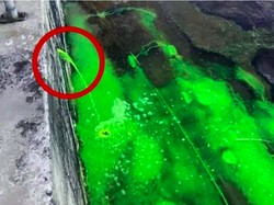 Kemarin Venesia, Sekarang Giliran Pantai Sydney yang Jadi Hijau