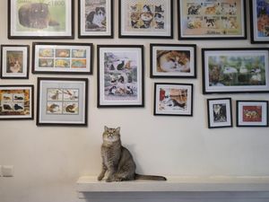 Kenapa Kucing Suka Memijat?