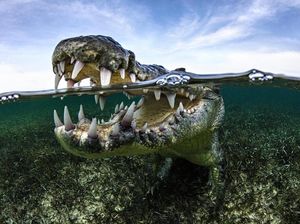 Buaya Ditemukan Berkembang Biak Sendiri, Tanpa Pejantan