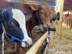 Kapan Perayaan Idul Adha 2023 di Negara Lain? Ini Daftarnya