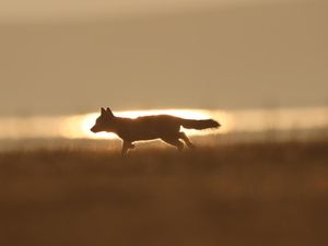 Sebelum Anjing dan Kucing, Hewan Ini yang Jadi Teman Manusia